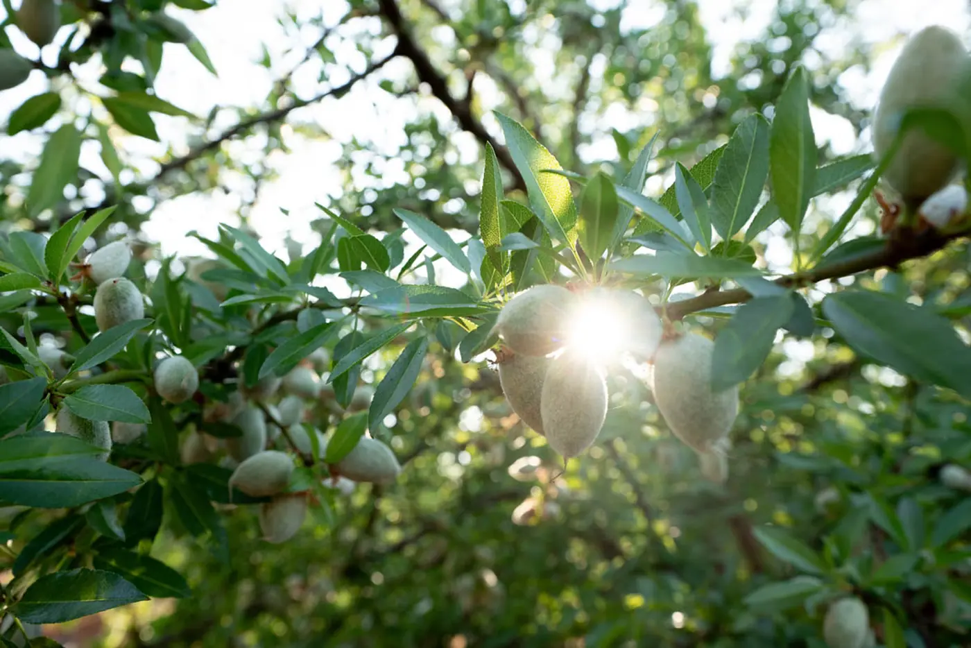 Almonds growing on the tree in an Australian orchard