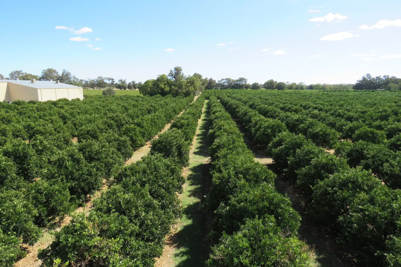 Rows of citrus trees in an orchard at Harvey, Western Australia