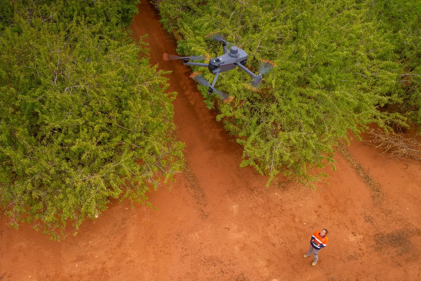 Ardal drone over an orchard canopy with the pilot standing in the row below