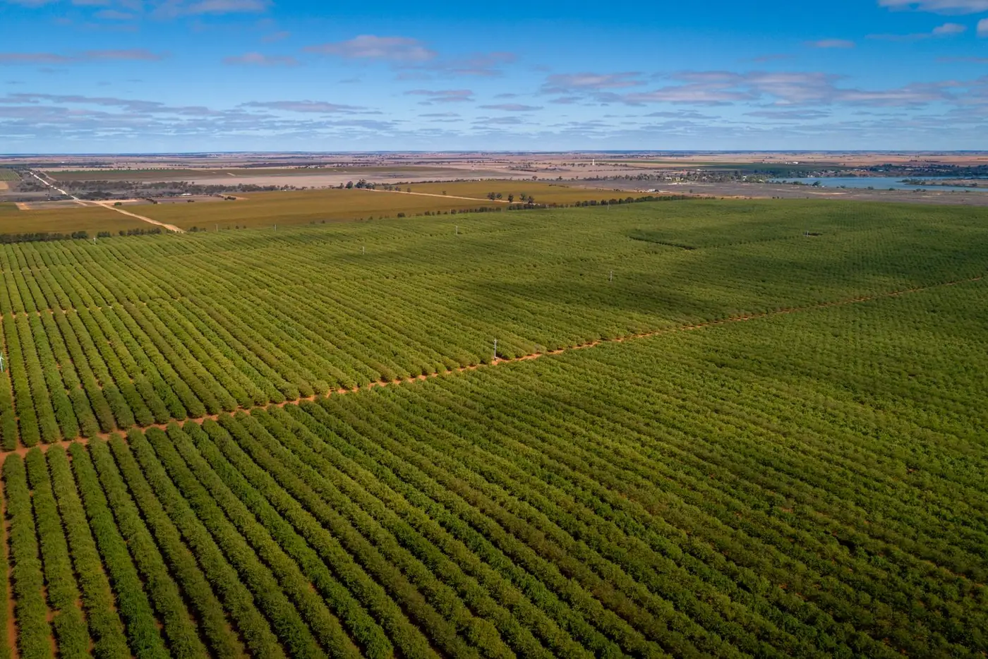 Aerial view of a large irrigated orchard planted in rows