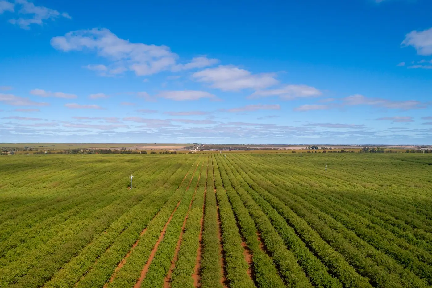 Irrigated rows stretching to the horizon under a blue sky