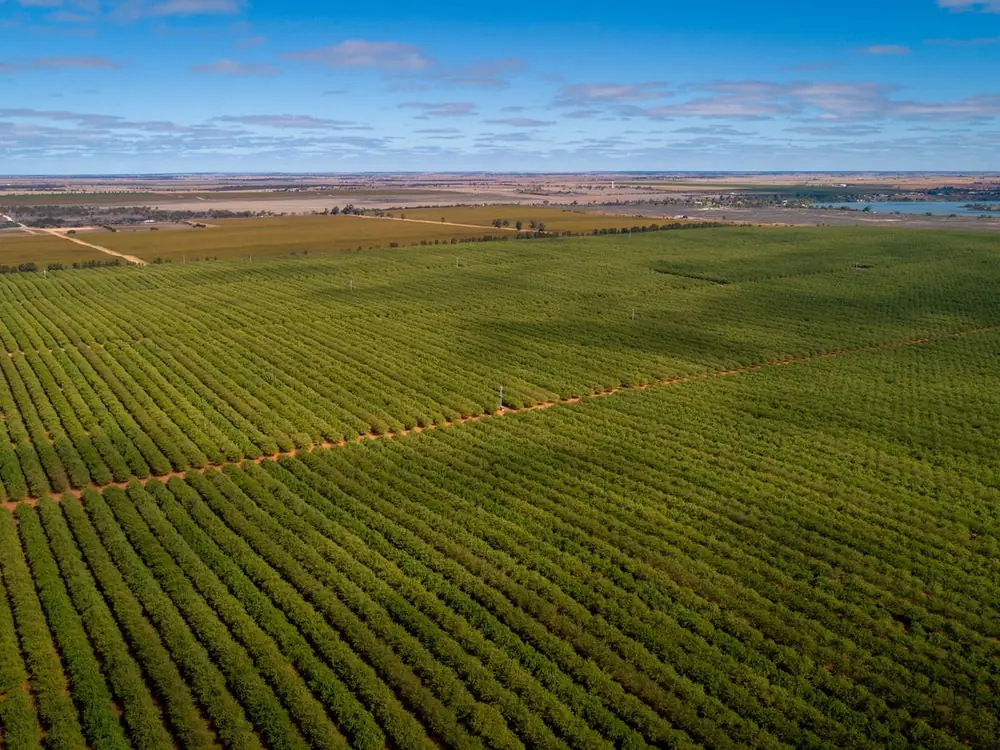 Aerial view of a large irrigated orchard planted in rows
