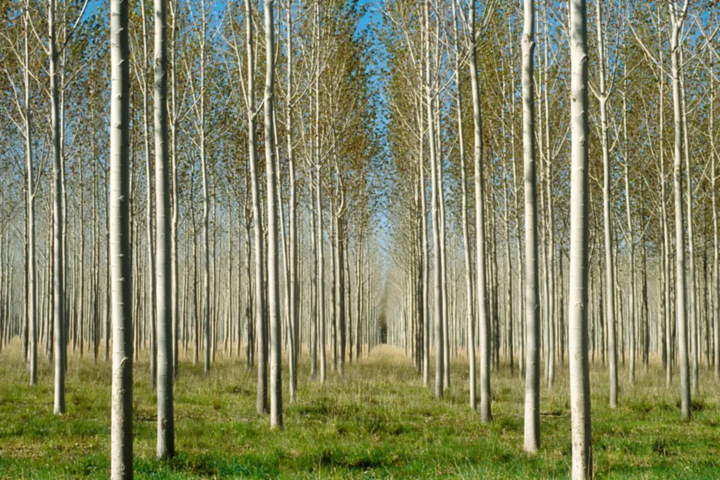Rows of plantation trees near Cobram, Victoria