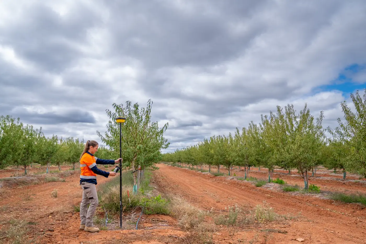 Ardal surveyor running an RTK GPS survey in a young almond orchard near Mildura