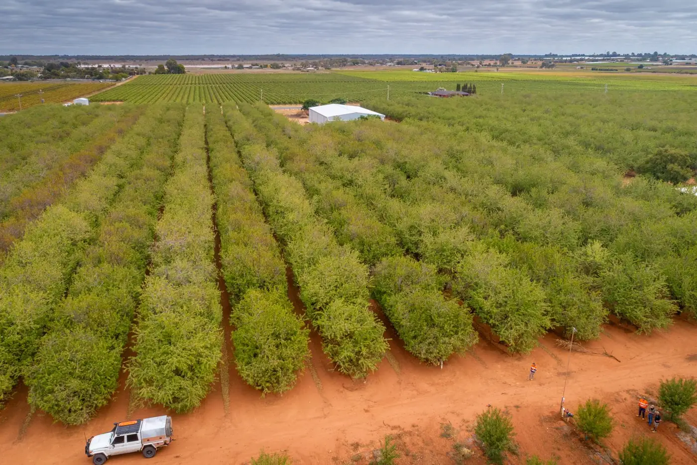Aerial view of an almond orchard with an Ardal ute on the headland