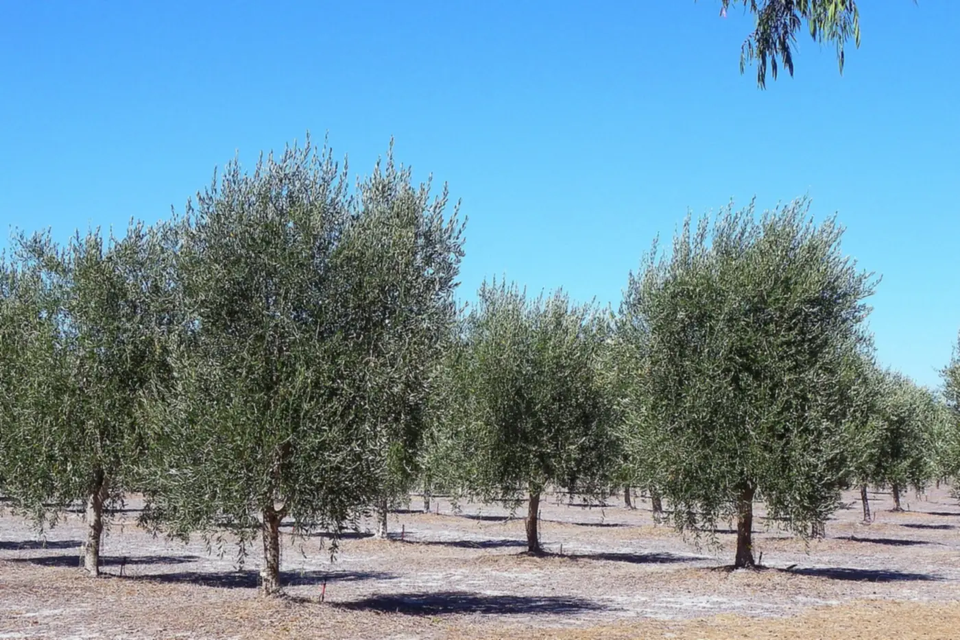 Olive trees in rows on a plantation in Western Australia
