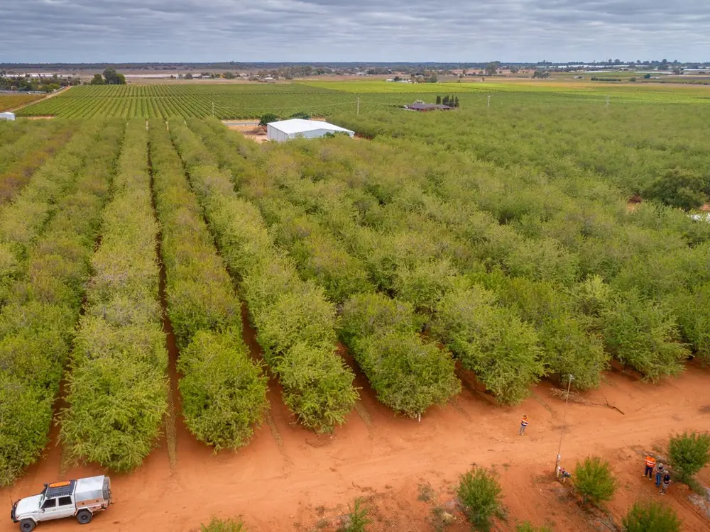 Aerial view of an almond orchard near Mildura with an Ardal ute on the headland