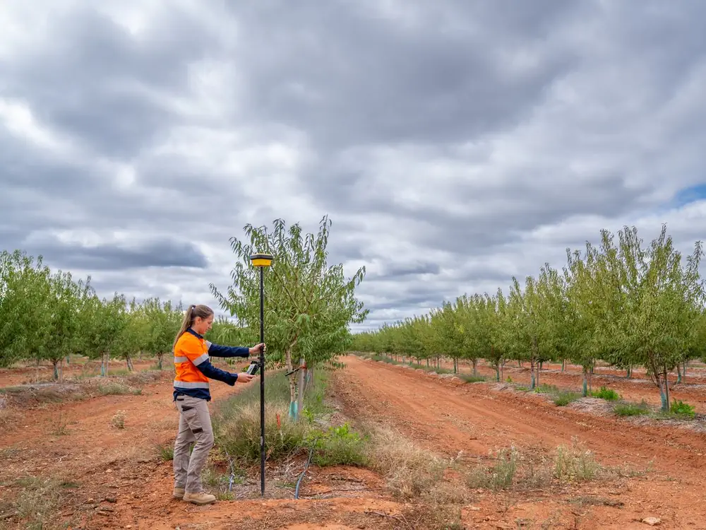 Ardal surveyor running an RTK GPS survey in a young almond orchard