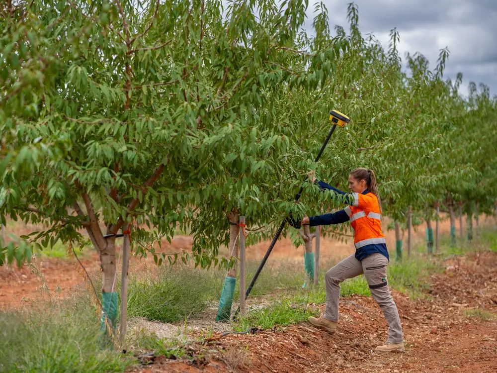 Ardal surveyor staking out a row with an RTK GPS pole in an orchard