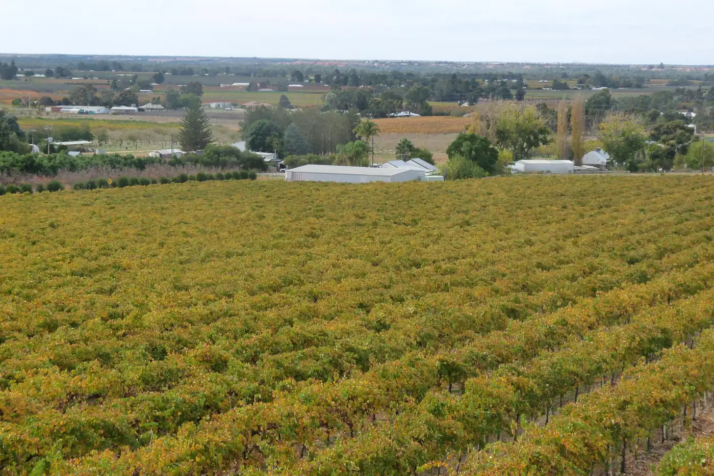 Rows of vines at Renmark in South Australia's Riverland
